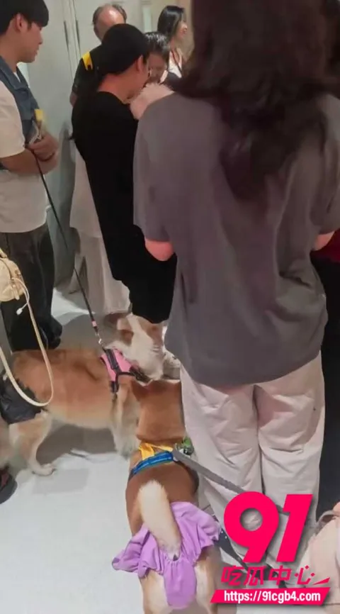 太原狗狗婚礼 3 太原狗狗婚礼 3