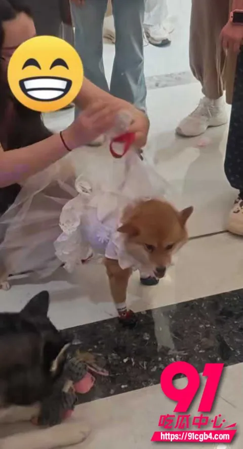太原狗狗婚礼 5 太原狗狗婚礼 5